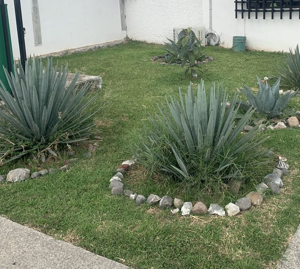 Composición de agaves con piedra